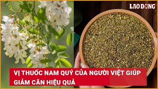 Vị thuốc nam quý của người Việt giúp giảm cân hiệu quả Báo Lao Động [upl. by Colan]