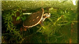 Rotbauch Spitzkopfschildkröte im Aquarium [upl. by Anabal]