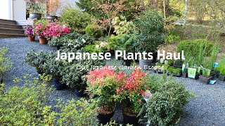 Essential Japanese Plants Spring Haul  Our Japanese Garden Escape [upl. by Jaddan]