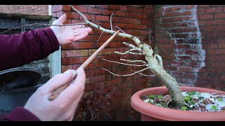 Windswept hawthorn bonsai  The Prawn [upl. by Atalante285]