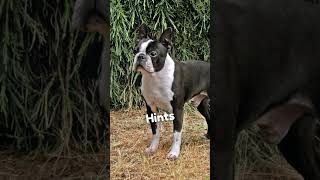 Did you know this about Boston Terrier [upl. by Gilli]