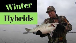 How to Locate and Catch Winter HybridsStripers using Deadsticking [upl. by Acirretal]