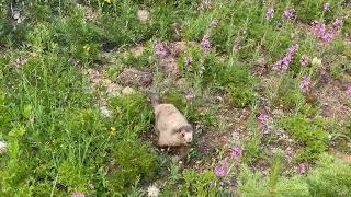 Meeting this little cute guy when hiking in the mountains [upl. by Jayson835]