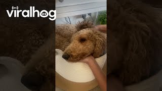 Rusty Dog Hides From Ear Infection Treatment  ViralHog [upl. by Senn]