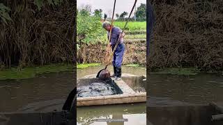 Use A Special Tool To Scoop Up River Mud For Application As Field Fertilizer [upl. by Herod]