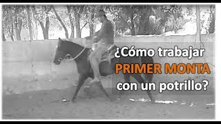 Arrendando Caballos V8 ¿Cómo trabajar la PRIMERA MONTA con un potrillo [upl. by Warring]