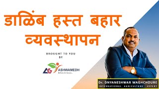 डाळिंब हस्त बहार व्यवस्थापन  Dalimb Hastabahar Vyavasthapan [upl. by Timi]