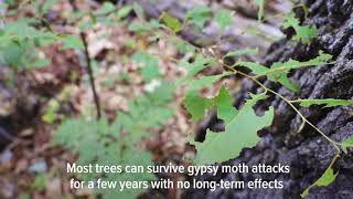 Gypsy moth caterpillars are eating their way through thousands of acres of Michigan trees [upl. by Kcerred]