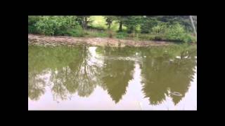 Bromdon fishing pools shropshire coarse fishingmethod feedercarpbreamroach [upl. by Allebram]