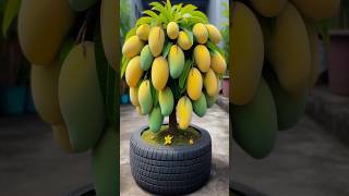 New mango tree planting Methods to Harvesting more mangoes garden satisfying shorts [upl. by Rawlinson]