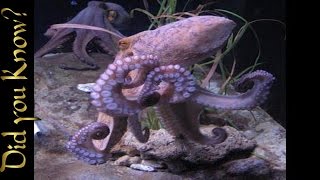 Octopus – How a Giant Pacific Octopus Eats [upl. by Olin]