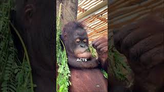 Orangutans Unlikely Friendship with a WHAT [upl. by Goldberg]