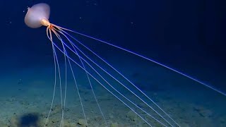 NEW Magnapinna Squid ROV Encounter September 2024  Tonga Trench  Deepsea Oddities [upl. by Neeluj497]