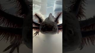 Axolotl isn’t camera shy axolotl godzilla [upl. by Nirtak674]