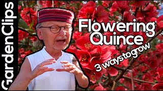 Flowering Quince  Chaenomeles  how to grow flowering quince  3 ways to propagate quince [upl. by Esoj526]