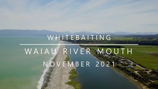 Whitebaiting the Waiau River Southland  November 2021 046 [upl. by Tiffany]