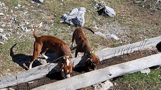 Caccia alla lepre UNA GIORNATA IN MONTAGNA 🐇🐕🐕🏔 hunting caccia [upl. by Enilrahc]