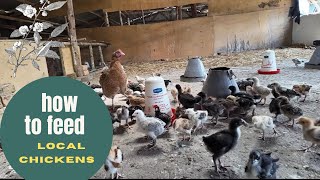 How To Feed Local Chickens  Can Local Chickens Feed On The Same Feeds As Other Breeds [upl. by Ronn]