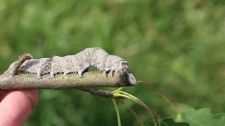 Blue Underwing Moth Caterpillar Catocala fraxini [upl. by Hannavahs]