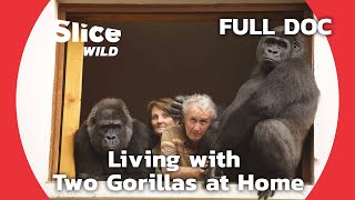 Adopting and Raising Orphaned Gorillas  SLICE WILD  FULL DOCUMENTARY [upl. by Anjali]