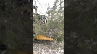 Tree Removal Process [upl. by Cade897]