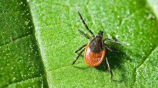 Lyme Disease in Pets [upl. by Nij937]