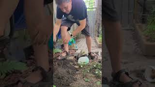 Planting our First Grape Vine toronto backyardgardening grapevines ontario canada howto [upl. by Leander456]