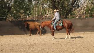 Bomb Shell Bandit 2019 Gelding  Thunderbird Horse Center [upl. by Sedruol195]