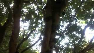 jaboticaba harvest in florida and how to eat a jaboticaba [upl. by Jojo]