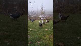 Misty ☁️ morning muscovy 🦆 [upl. by Akenom31]