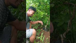 Burung puyuh di makan biawak short hiburan [upl. by Ojeillib]