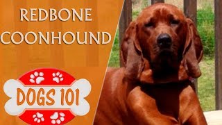 Dogs 101  REDBONE COONHOUND  Top Dog Facts About the Redbone Coonhound [upl. by Yanahs]