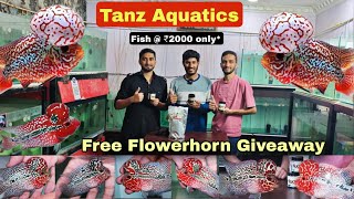 Tanz AQUATICS Magma  SRD  KML  Kamfa  GB Flowerhorn amp Free Giveaways Flowerhorn Today [upl. by Nunes]