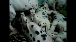 Adorable Dalmatian Puppies [upl. by Elconin]