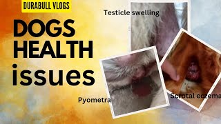 Durabull vlog । pyometra scrotal । eczema in dogs । testicle swelling in dogs । puppy colic । [upl. by Ateekal779]