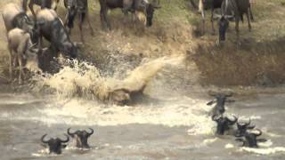 The Mara River Crossing Serengeti National Park [upl. by Berliner]