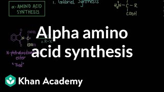 Alpha amino acid synthesis  Chemical processes  MCAT  Khan Academy [upl. by Chariot]