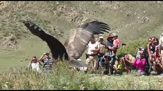 BIGGEST BIRD IN THE WORLD CAUGHT ON CAMERA 2O21  BIGGEST BIRD IN THE WORLD  Peru Condor [upl. by Trainer]