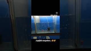 Angelfish breeding update 🐠🐠 angelfish angelfishbreeding [upl. by Vihs58]