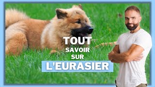 Race de chien Eurasier  caractère dressage comportement santé de ce chien de race [upl. by Erialb387]