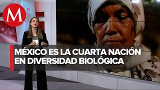 ¿Cómo va México en materia de bienestar de los pueblos indígenas [upl. by Azal]