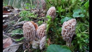 Morilles dans le Jura mars 2017 [upl. by Kimber317]