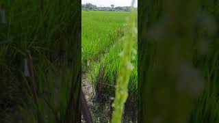 Anthesis in Rice Live [upl. by Spark]