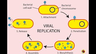 Viral replication steps quotVirology [upl. by Letnuahc]