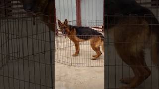 Dog training and family 🐕 trending doglover dog [upl. by Esidnak]