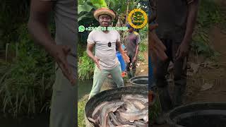 Purchasing Large Catfish for International Customers [upl. by Llecram57]