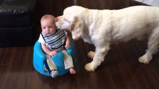 Clumber Spaniel and baby [upl. by Ailev]