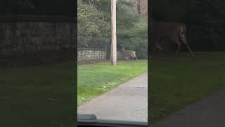 Deer Are Moving deer whitetaildeer outdoors wildlife [upl. by Yllehs]