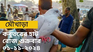 fancy pigeon price in bd 2024  fancy kobutor price in Bangladesh 2024 [upl. by Nixie]