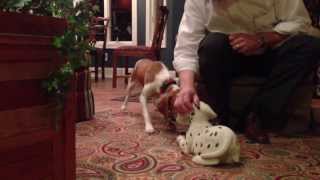 American Brittany barking at ceramic Dalmation [upl. by Moskow300]